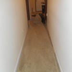 Westall 012